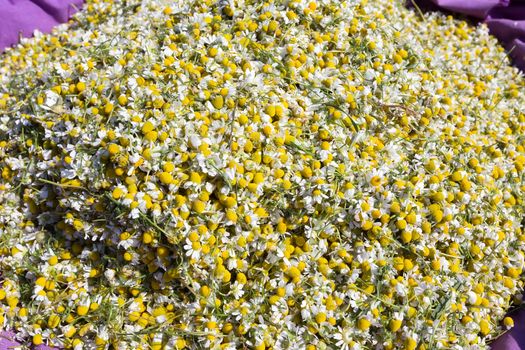 blooming chamomile in the field