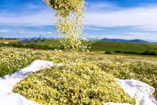 blooming chamomile in the field