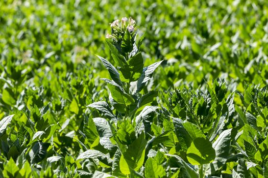 Blooming tobacco plants with leaves, flowers and buds