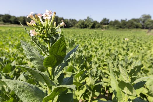 Blooming tobacco plants with leaves, flowers and buds