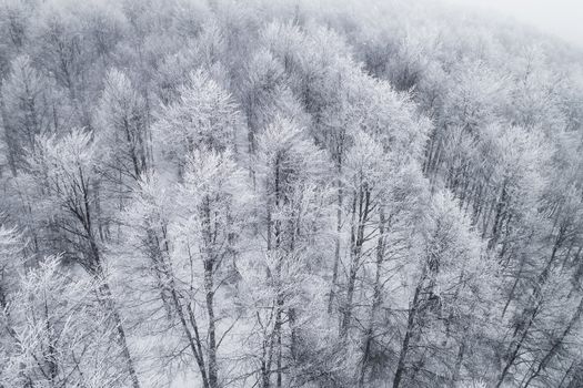 Aerial view of forest in the winter during the snowfall in the area of Naoussa in northern Greece. Captured from above with a drone.