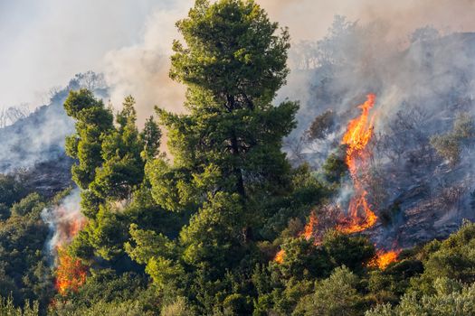 fire in a pine forest in Kassandra, Chalkidiki, Greece 