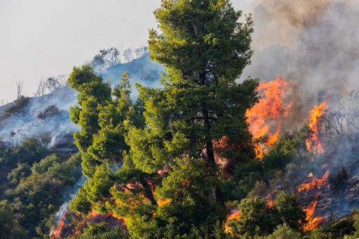 fire in a pine forest in Kassandra, Chalkidiki, Greece 