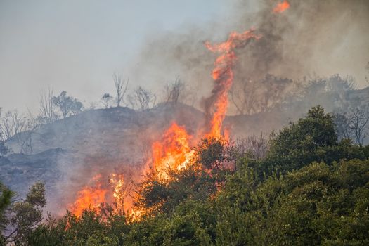 fire in a pine forest in Kassandra, Chalkidiki, Greece 