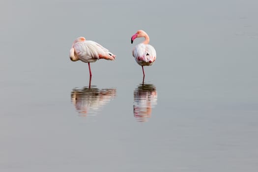 Pink flamingos walking through the water in the lagoon Kalochori in north Greece with soft focus