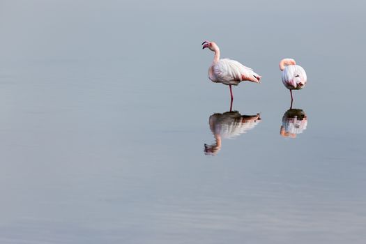 Pink flamingos walking through the water in the lagoon Kalochori in north Greece with soft focus