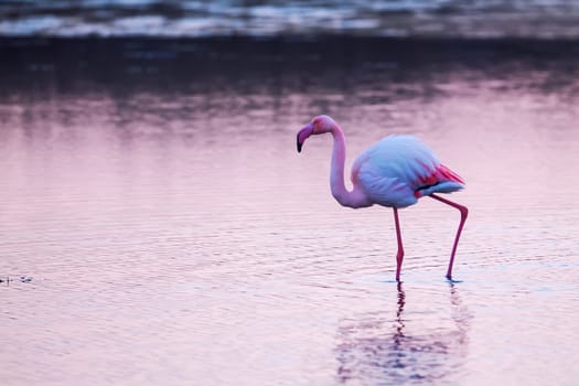 Pink flamingos walking in the water early in the morning in Kalochori lagoon in northern Greece