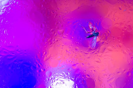 The hue purple abstract composition of oil drops in water with soft focus effect and black insect swimming in oil.