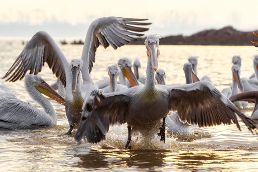 pelikans in Kerkini Lake in northern Greece