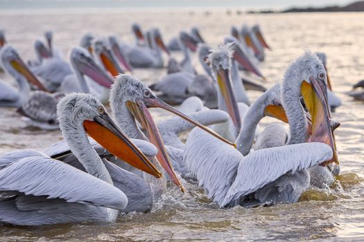 pelican "Dalmatian" opens his mouth and catches the fish that a fisherman threw at the lake Kerkini, Greece. The fishermen of the area feed the pelicans to help them survive the winter