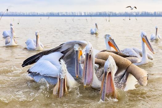 pelican "Dalmatian" opens his mouth and catches the fish that a fisherman threw at the lake Kerkini, Greece. The fishermen of the area feed the pelicans to help them survive the winter