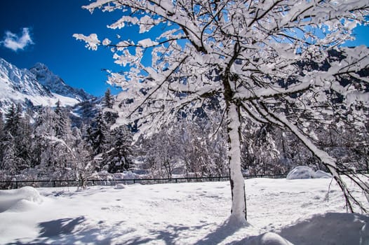 argentiere in chamonix in haute savoie in france