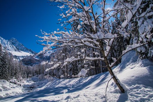 argentiere in chamonix in haute savoie in france