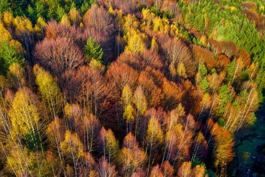 Aerial view of autumn forest . Amazing landscape , trees with red and orange leaves in day, National Park Livaditis Xanthi, Greece