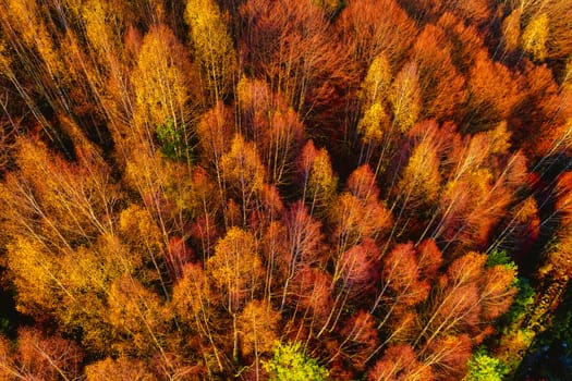 Aerial view of autumn forest . Amazing landscape , trees with red and orange leaves in day, National Park Livaditis Xanthi, Greece