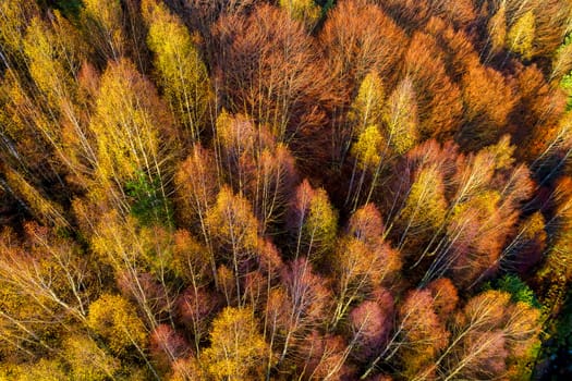 Aerial view of autumn forest . Amazing landscape , trees with red and orange leaves in day, National Park Livaditis Xanthi, Greece