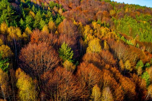 Aerial view of autumn forest . Amazing landscape , trees with red and orange leaves in day, National Park Livaditis Xanthi, Greece