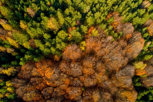Aerial view of autumn forest . Amazing landscape , trees with red and orange leaves in day, National Park Livaditis Xanthi, Greece