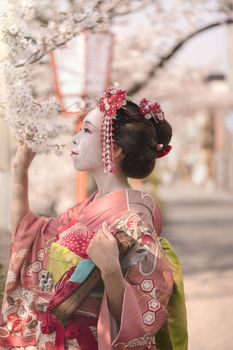 Maiko in kimono posing in profile admiring cherry blossoms at sunset.