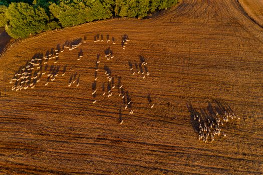 Beautiful rural scenery in mountains. agricultural fields with sheep. Aerial shot whith drone