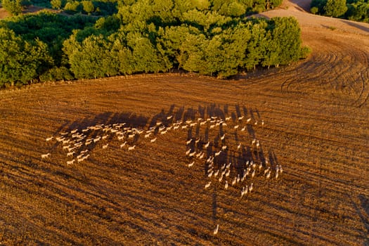 Beautiful rural scenery in mountains. agricultural fields with sheep. Aerial shot whith drone