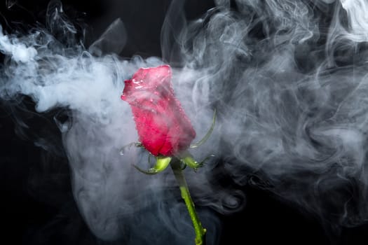 Red rose in clouds of smoke