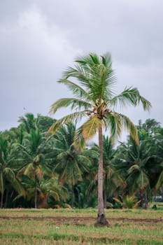 Lone Coconut Tree at Greenery Farm