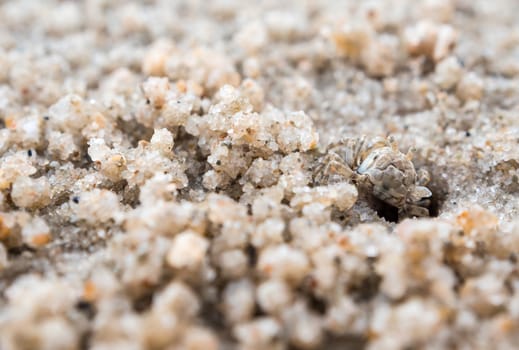 Small crab eating on sand, Close to their holes on the beach