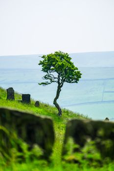 Landscape of a single tree at Wycoller Country Park in summer