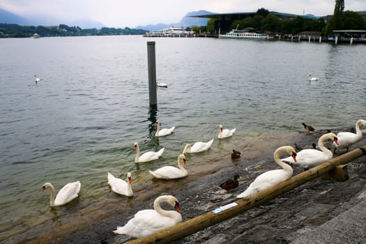 Group of Mute Swans at lake Lucerne in Switzerland
