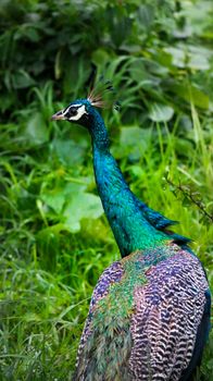 A Beautiful peacock Close up its plumage