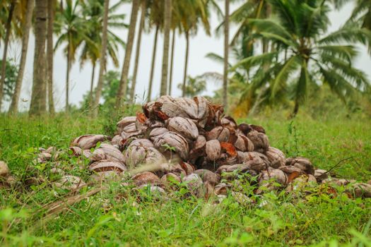 Pile of coconuts Shells heaped on the ground after harvest and used