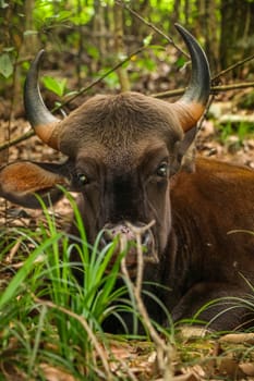 Close up of wild bull head and eyes