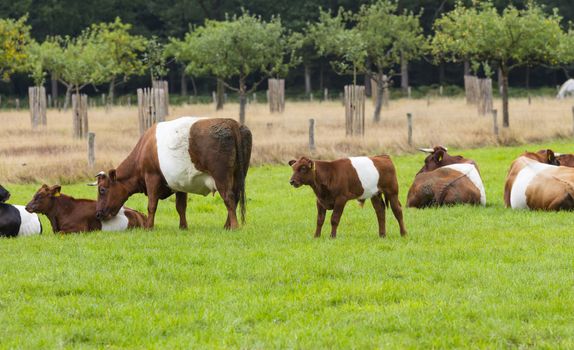 farmstead is named after traditional Dutch cattle de Lakenvelder, meaning the Dutch Belted. A Dutch Belted does not have colored spots and is not monochromatic either as other cattle breeds