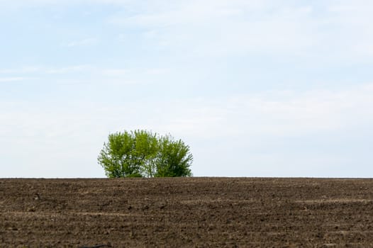 Tree on a plowed field and blue sky