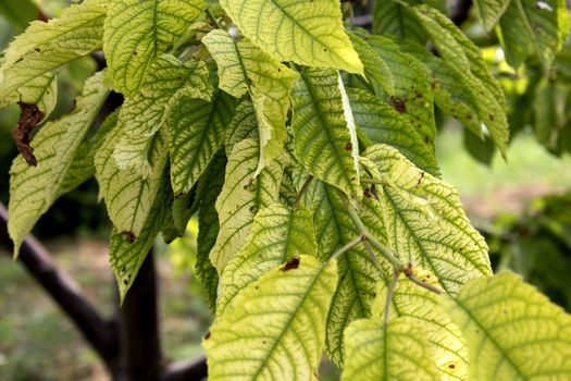 Green leaves on a branch