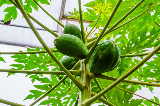 closeup of papayas growing on a papaya plant, tropical fruiting plant specie from America