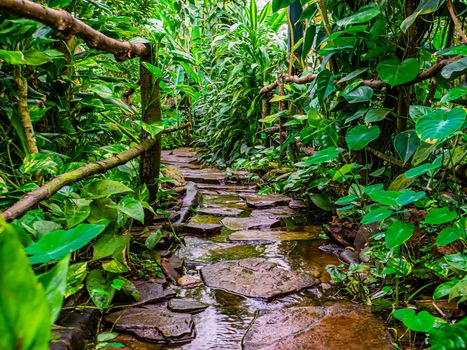 beautiful closeup of a stone path with flowering water in a tropical garden, modern natural architecture