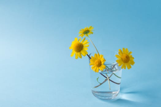 Minimalist image of a glass with yellow flowers on a light blue background. Copy space available.