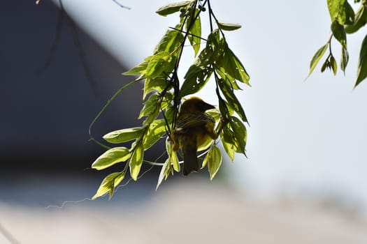 Yellow southern masked weaver bird (Ploceus velatus) weaving a new nest, Pretoria, South Africa