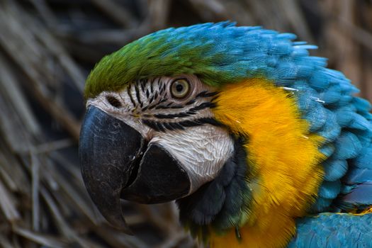 Face of a colorful blue and yellow macaw parrot (Ara ararauna), Pretoria, South Africa