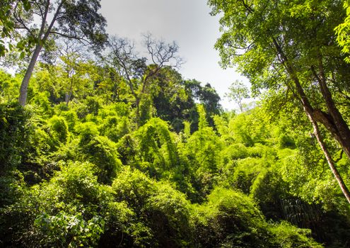Big and small trees are abundant in the rainforest