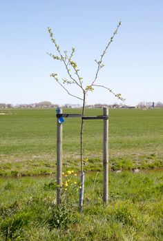 Young tree growing in a meadow in the Netherlands