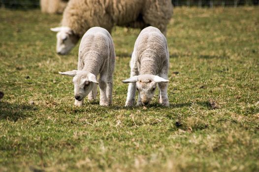 Twin lambs grazing in a springtime field.