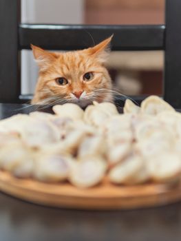 Cute ginger cat sitting on chair near table with freshly cooked pelmeni. Fluffy pet wants to eat traditional Russian dish - minced meat in a dough. Funny animal with asking look.