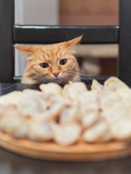 Cute ginger cat sitting on chair near table with freshly cooked pelmeni. Fluffy pet wants to eat traditional Russian dish - minced meat in a dough. Funny animal with asking look.