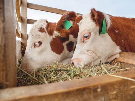 Two calves are eating hay. Specially prepared hay for cattle. Farm cows with tags on their ears.