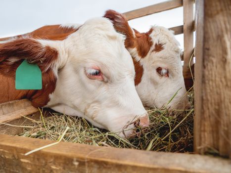 Two calves are eating hay. Specially prepared hay for cattle. Farm cows with tags on their ears.