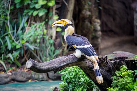 The hornbills are a family of bird found in tropical and subtropical Africa and Melansia