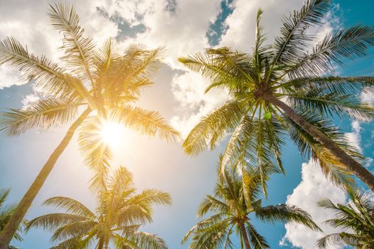 Coconut trees and sun with clouds over the sky. Summer concept.